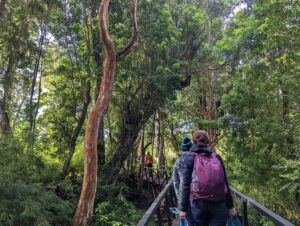 Four Mission Patagonia participants walk across a bridge in a lush forest during an educational hike.