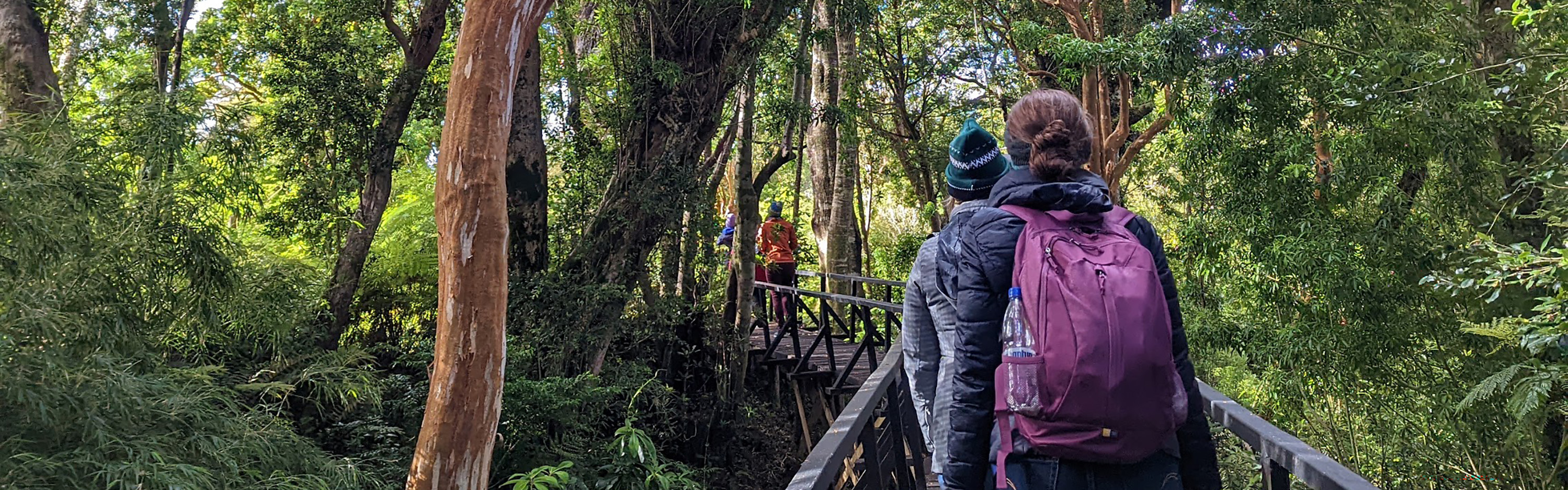 A group of people with backpacks walk along a wooden boardwalk surrounded by lush, green forest. The scene is vibrant with dense foliage and tall trees.